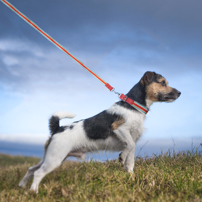 Adjustable Dog Collar and Leash Set - Perfect Fit for All Breeds - MANDOTOS