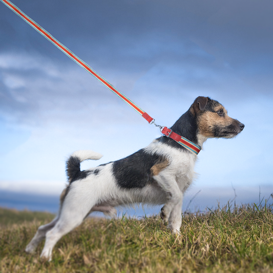 Adjustable Dog Collar and Leash Set - Perfect Fit for All Breeds - MANDOTOS