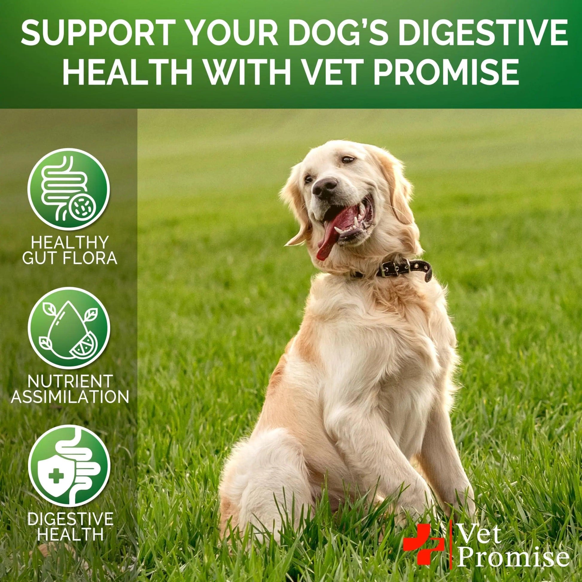 Digestive Health Probiotics Chews for Dogs 120 Count - MANDOTOS