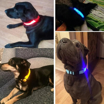 Glowing Night Safety Pet Collar - MANDOTOS