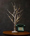 Mandotos Serenity Silver Birch LED Light with glowing white branches, ideal for cozy home decor or ambient lighting.